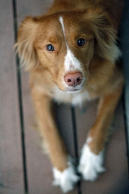 Retriever de la Nouvelle-Écosse sur une galerie de bois