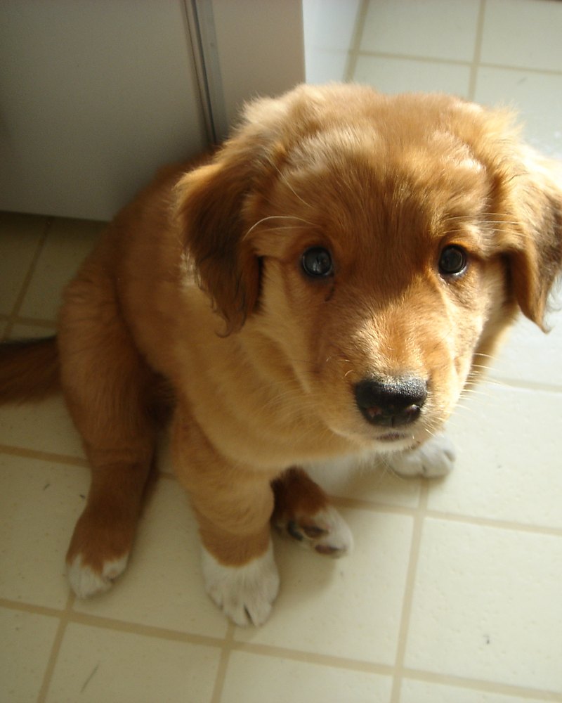 Chiot Toller de neuf semaines, portée précédente
