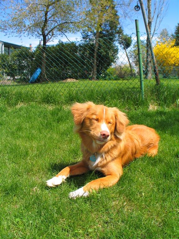 Marguerite couchée dans l'herbe, fin d'après-midi