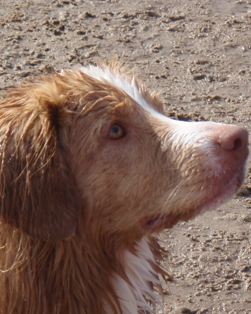 Gaspard, Retriever de la Nouvelle-Écosse, portrait