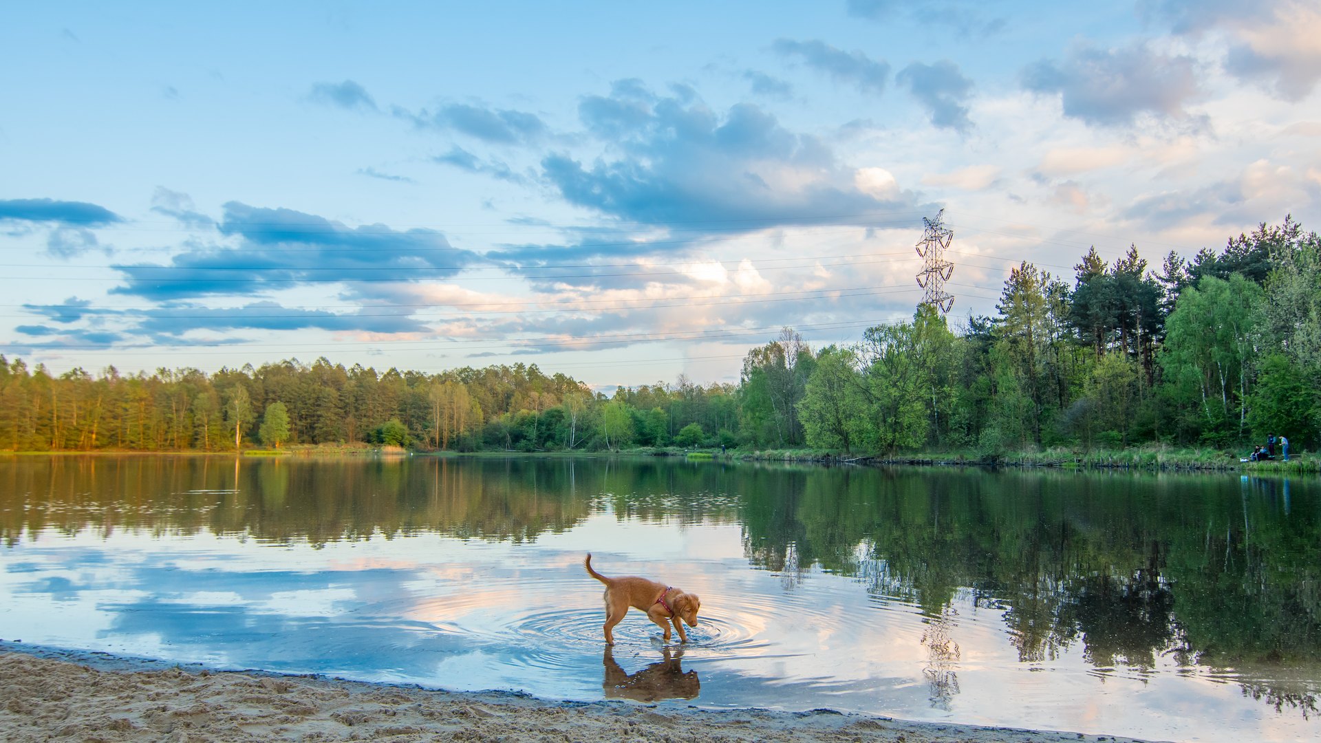 Retriever de la Nouvelle-Écosse roux dans l'herbe, lumière dorée