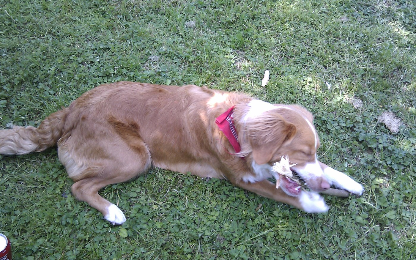 Retriever de la Nouvelle-Écosse dehors au printemps