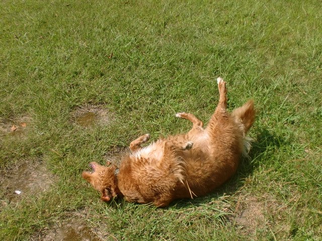 Toller qui se roule dans l'herbe après une baignade